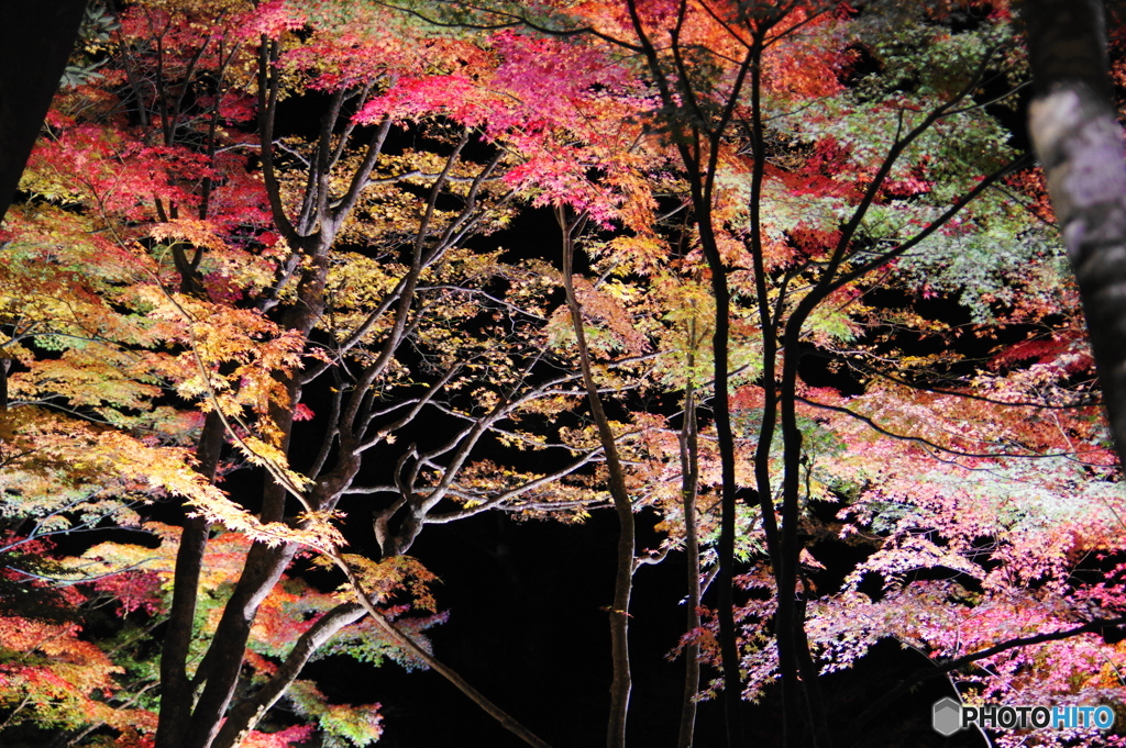 夜の紅葉狩りー③