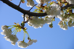 桜いろいろー１４