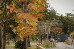 松島やああ松島や松島や～ⅰ