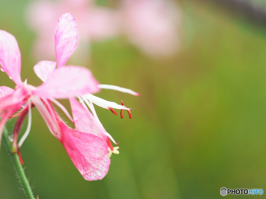 雨上がり～ⅷ