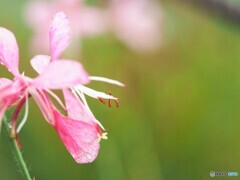 雨上がり～ⅷ