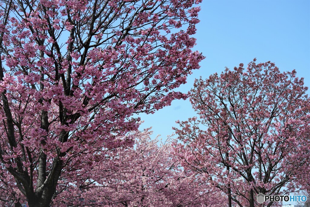 桜便り～xx
