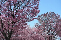 桜便り～xx