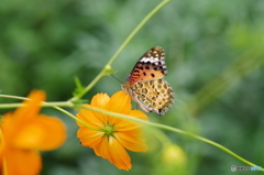 ツマグロヒョウモンの舞ー９