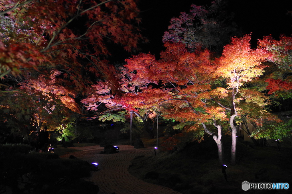 夜の紅葉狩りー②