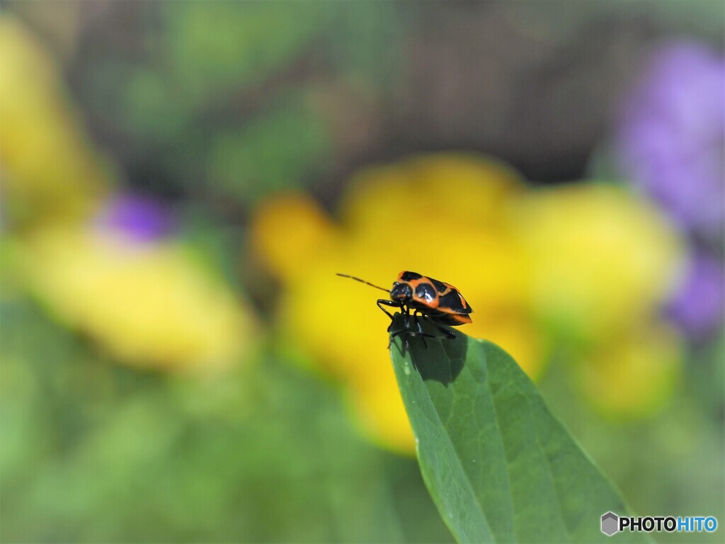 カメが飛びそう？？
