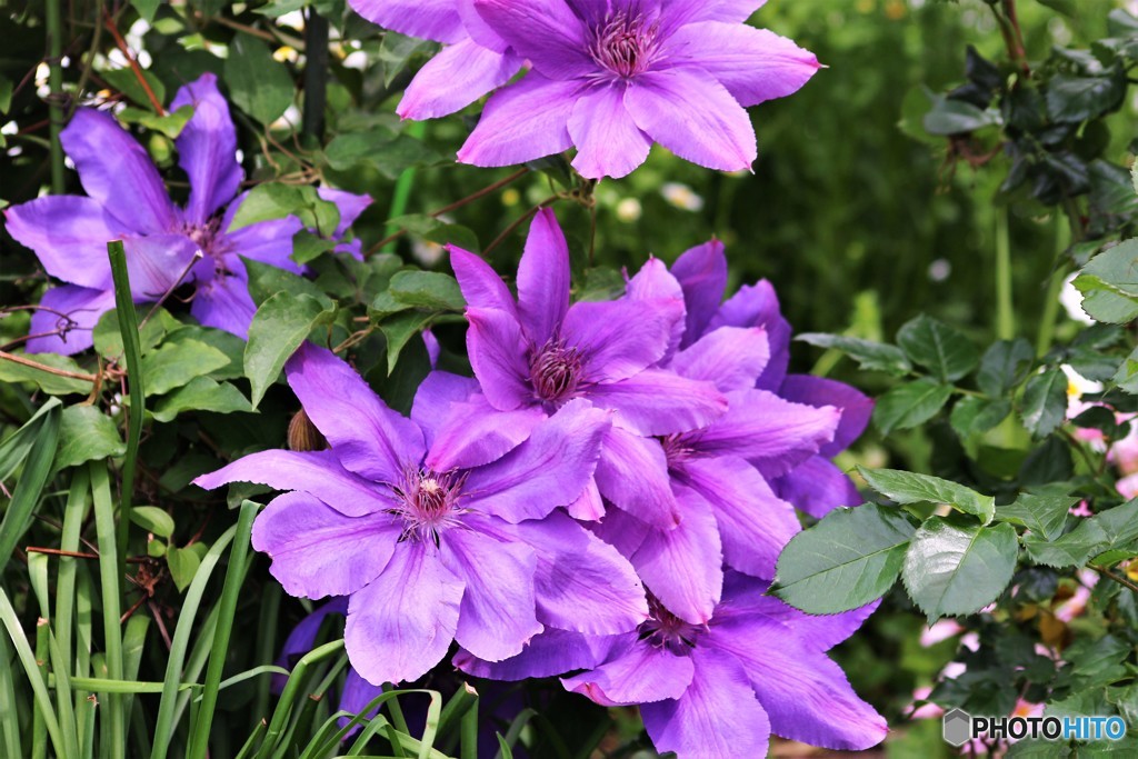 Clematis ‘Frau Mikiko’