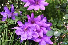Clematis ‘Frau Mikiko’