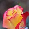 冬の薔薇