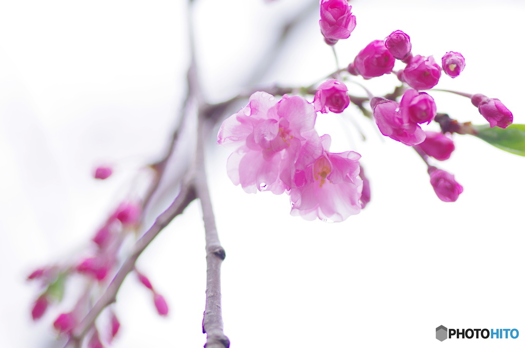 枝垂れ雫－Ⅱ