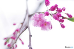 枝垂れ雫－Ⅱ