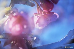 夢桜～ⅲ