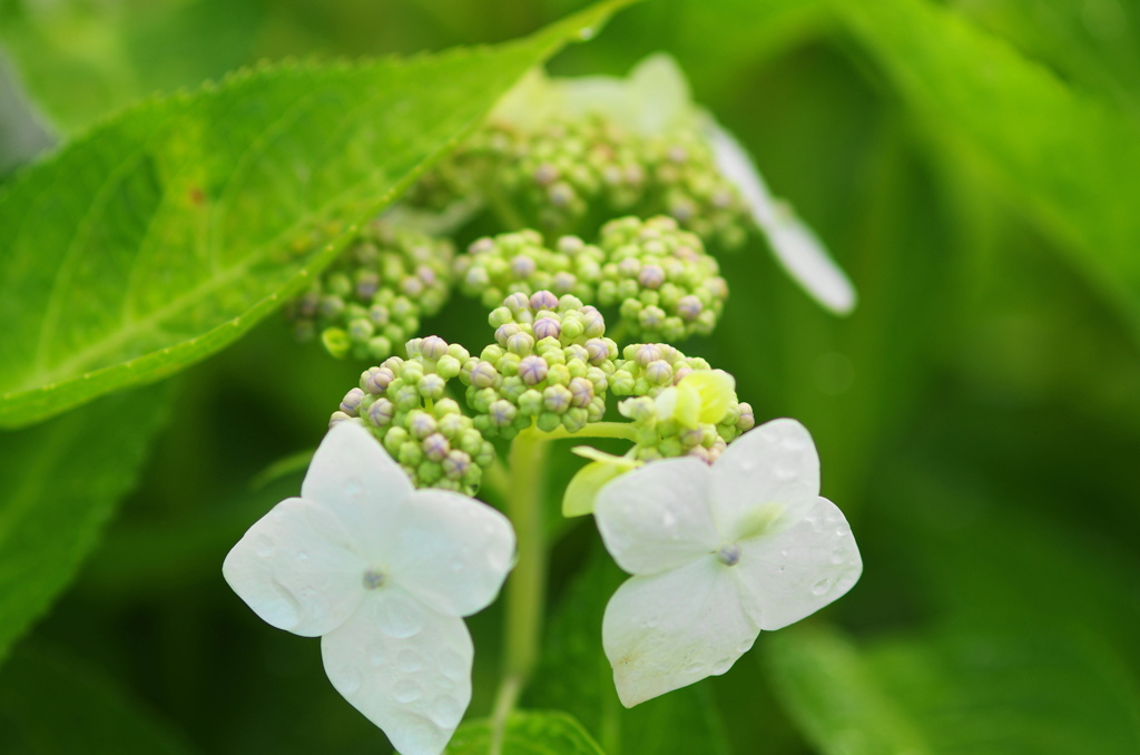 雨上がり紫陽花－６