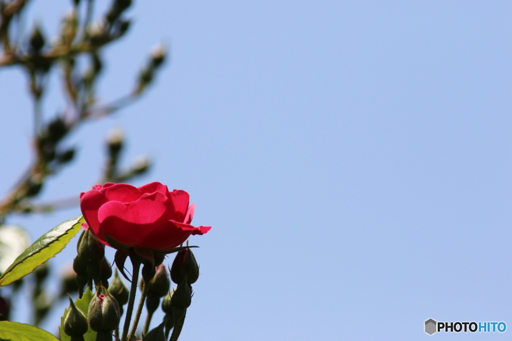 皐月花ー薔薇ーアンジェラ