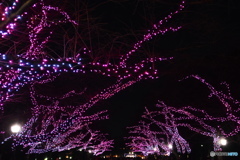 夜桜の如く。