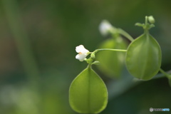 風船花の輝き
