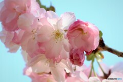 令和八重ムラサキ咲くラ～