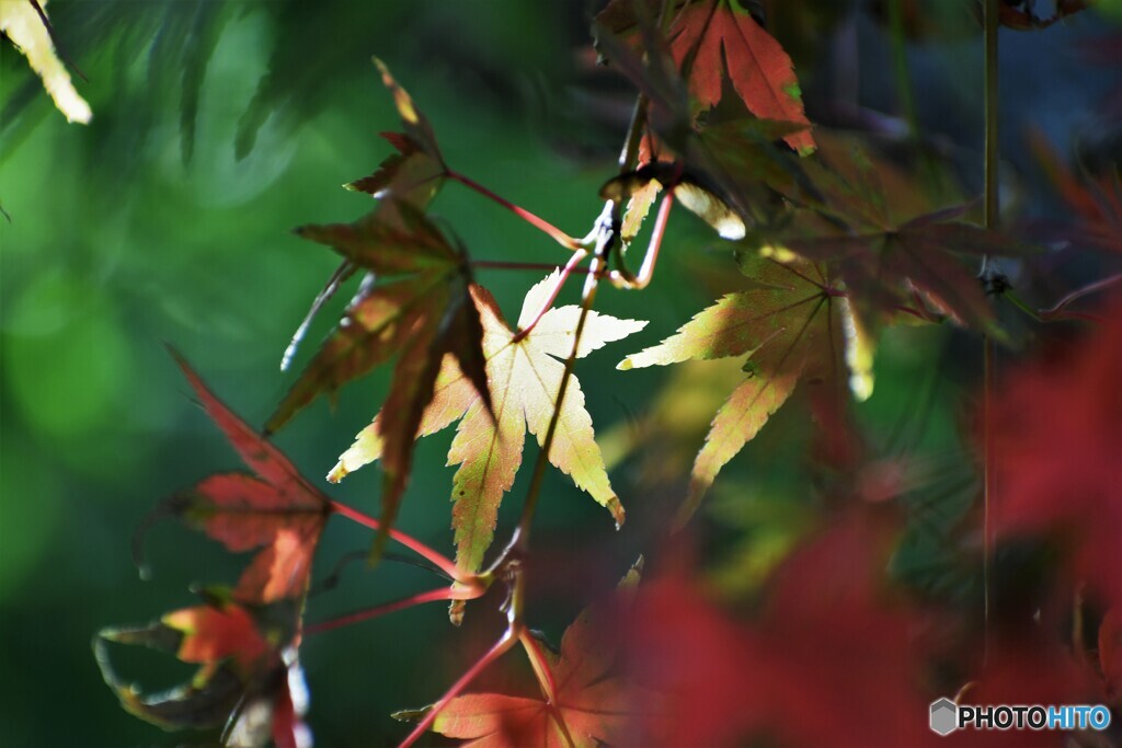 公園も秋色～ⅱ