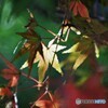 公園も秋色～ⅱ
