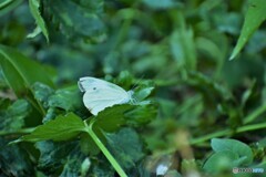 暑さに負けず
