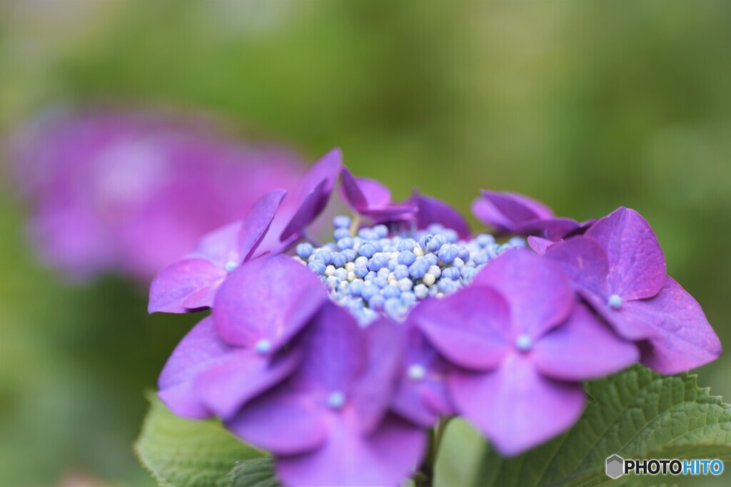 梅雨時の華～ⅴ