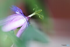 Passiflora ‘Amethyst’～②