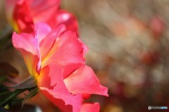 去年の今頃ー②