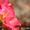 去年の今頃ー②