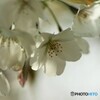 大島桜だより～④