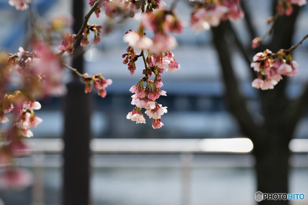 桜便り～ⅺ