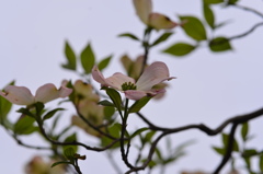 卯月花ー１