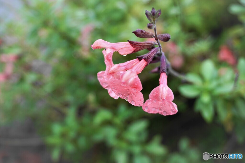 試し撮りの花～ⅱ