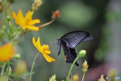 黒い蜜ハンター、、、。