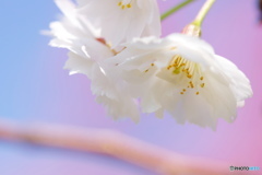 冬サク、、、ラーⅡ
