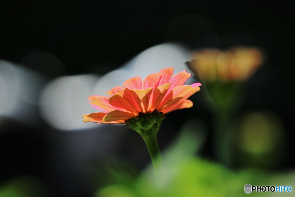百日も咲く花～②