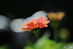 百日も咲く花～②