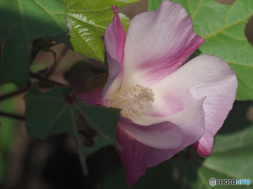 綿の花。