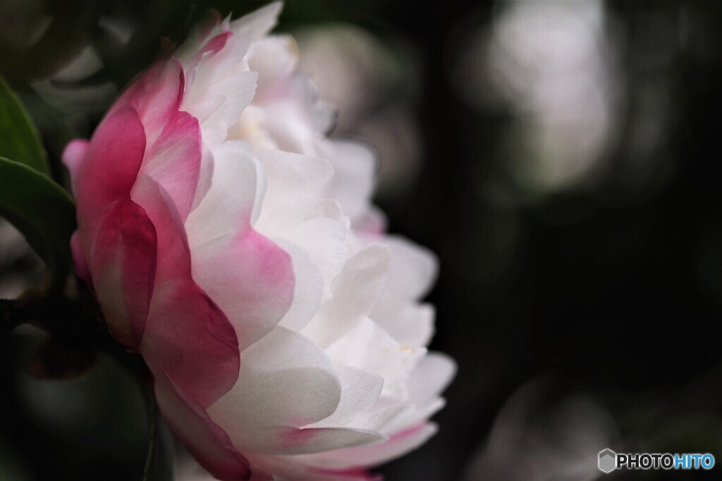 山茶花（朝倉）