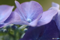 露花ー①