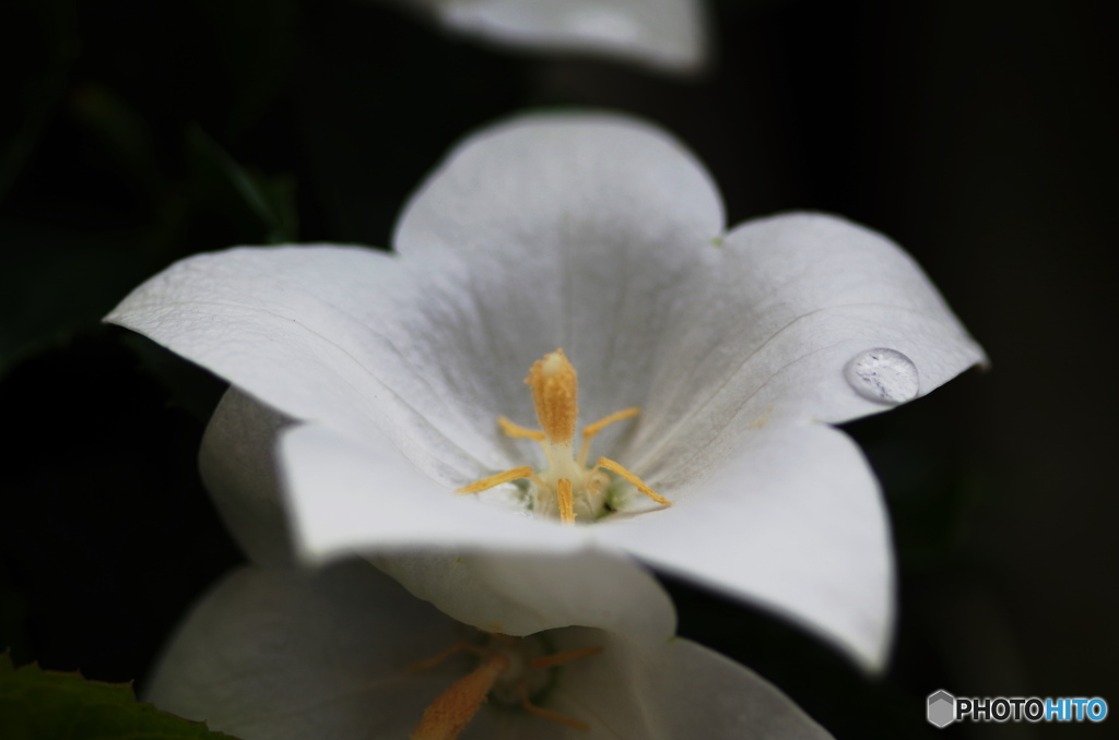 ベランダの花ー４