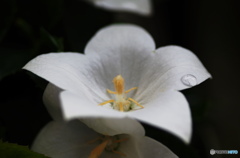 ベランダの花ー４