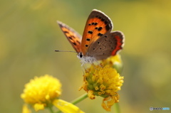 紅シジミチョウの舞－34