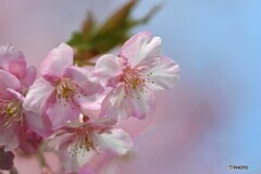 桜便り～ⅶ