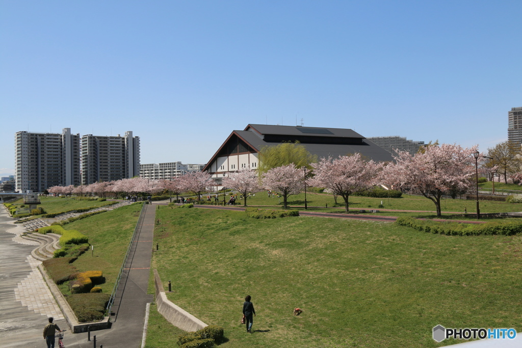 汐入公園の春