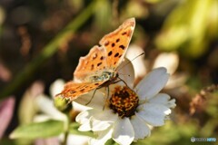 白花と共に～ⅱ