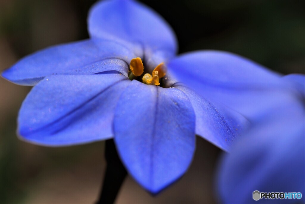 春の星形の花