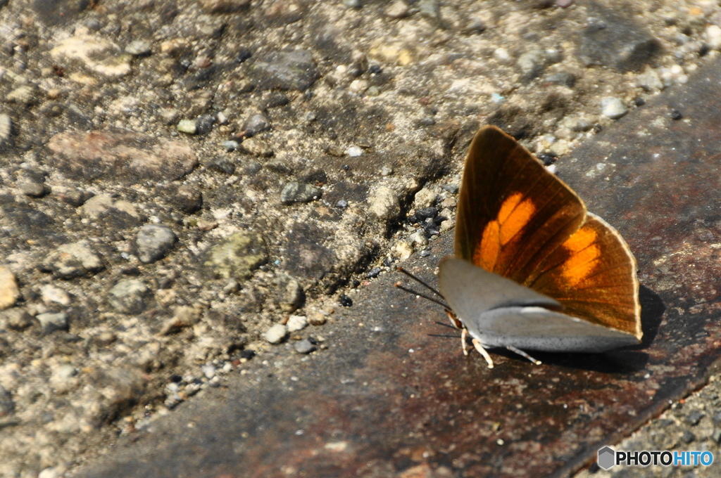 ウラギンシジミ