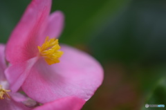 長月花ー23
