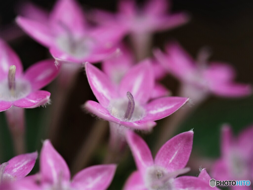 ピンクの星たち