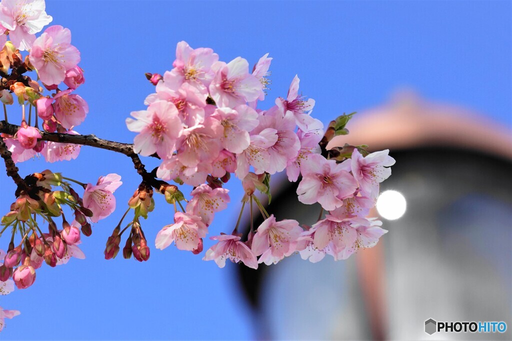 ２０２１桜だより～xvi